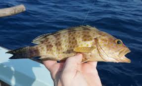 Image result for Epinephelus andersoni