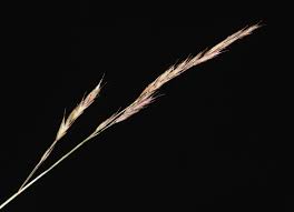 Attēlu rezultāti vaicājumam “Festuca rubra subsp. rubra fruit”