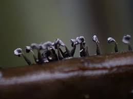 Attēlu rezultāti vaicājumam “Physarum compressum”