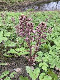 Attēlu rezultāti vaicājumam “Petasites hybridus leaf”