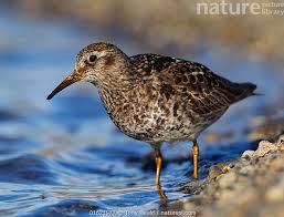 Attēlu rezultāti vaicājumam “Calidris maritima”