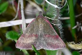 Attēlu rezultāti vaicājumam “Phytometra viridaria”