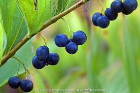 Attēlu rezultāti vaicājumam “Polygonatum multiflorum  fruit”