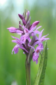 Attēlu rezultāti vaicājumam “Dactylorhiza russowii”