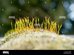 Attēlu rezultāti vaicājumam “Tortula muralis sporophyte”