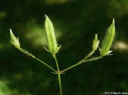 Attēlu rezultāti vaicājumam “Oxalis corniculata fruit”