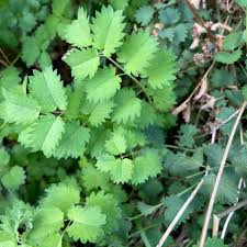 Attēlu rezultāti vaicājumam “Scorzonera humilis leaf”