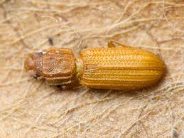 Attēlu rezultāti vaicājumam “Bitoma crenata”