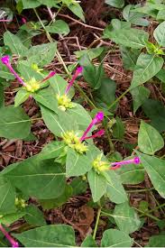Image result for Mirabilis jalapa