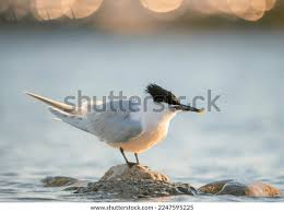 Attēlu rezultāti vaicājumam “Sterna sandvicensis adult”