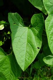 Attēlu rezultāti vaicājumam “Calystegia sepium leaf”