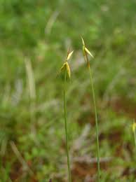 Attēlu rezultāti vaicājumam “Carex pauciflora”