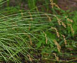 Attēlu rezultāti vaicājumam “Carex elongata”