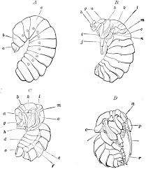 Attēlu rezultāti vaicājumam “Phronia sp. larva”