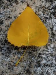 Attēlu rezultāti vaicājumam “Populus nigra leaf”