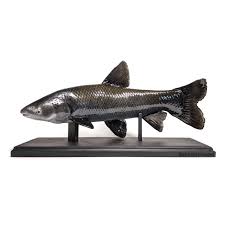 Image result for Mylopharyngodon piceus