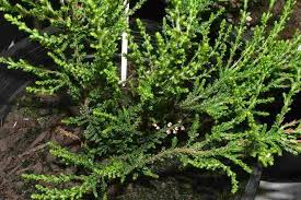 Attēlu rezultāti vaicājumam “Calluna vulgaris leaf”