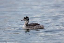 Attēlu rezultāti vaicājumam “Podiceps cristatus juvenile”