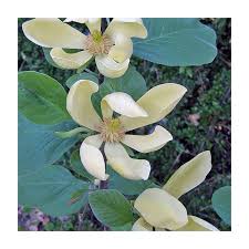 Attēlu rezultāti vaicājumam “Magnolia acuminata flower”