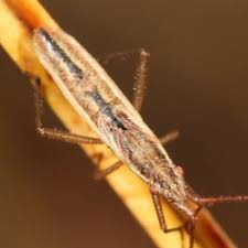 Attēlu rezultāti vaicājumam “Myrmus miriformis”