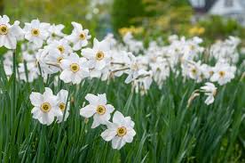 Attēlu rezultāti vaicājumam “Narcissus poeticus”