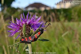 Attēlu rezultāti vaicājumam “Zygaena filipendulae”