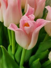 Attēlu rezultāti vaicājumam “Tulipa gesneriana flower”