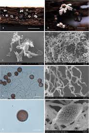 Attēlu rezultāti vaicājumam “Didymium clavus stalked”