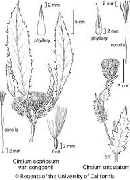 Attēlu rezultāti vaicājumam “Cirsium x rigens leaf”