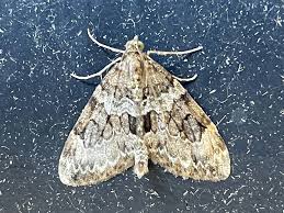 Attēlu rezultāti vaicājumam “Thera variata”