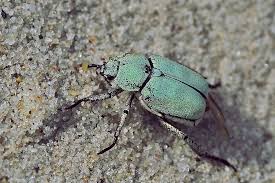 Attēlu rezultāti vaicājumam “Hoplia parvula”