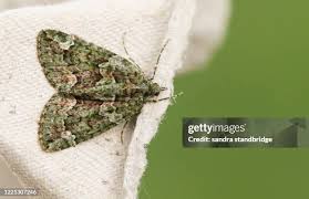 Attēlu rezultāti vaicājumam “Colostygia pectinataria female”