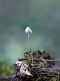 Attēlu rezultāti vaicājumam “Tubiferaceae”