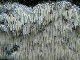 Attēlu rezultāti vaicājumam “Dentipellis fragilis”