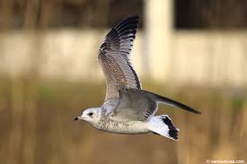 Attēlu rezultāti vaicājumam “Larus canus”