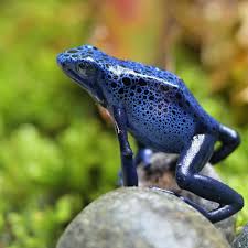 Image result for blauer baumsteiger