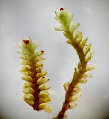 Attēlu rezultāti vaicājumam “Scapania apiculata”