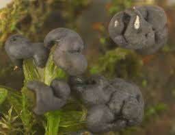 Attēlu rezultāti vaicājumam “Diderma chondrioderma spores”