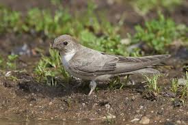 Image result for Ptyonoprogne rupestris