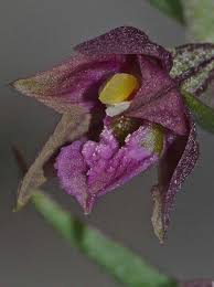 Attēlu rezultāti vaicājumam “Epipactis atrorubens fruit”