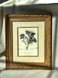 Attēlu rezultāti vaicājumam “Viola hirta”