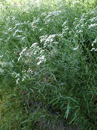 Attēlu rezultāti vaicājumam “Achillea salicifolia flower”