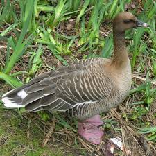 Attēlu rezultāti vaicājumam “Anser brachyrhynchus adult”