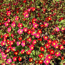 Image result for Steinbrech