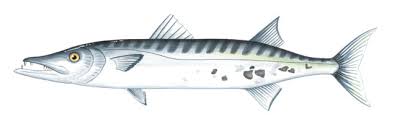 Image result for Sphyraena barracuda