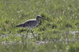 Attēlu rezultāti vaicājumam “Numenius arquata”