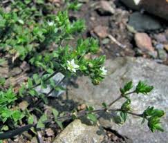 Attēlu rezultāti vaicājumam “Arenaria serpyllifolia”