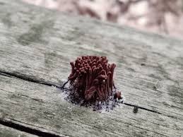 Attēlu rezultāti vaicājumam “Stemonitis fusca spores”