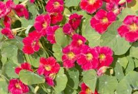 Image result for Tropaeolum minus