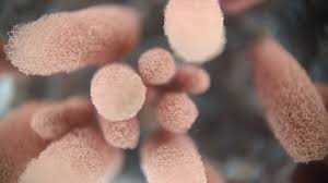 Attēlu rezultāti vaicājumam “Arcyria incarnata macro”